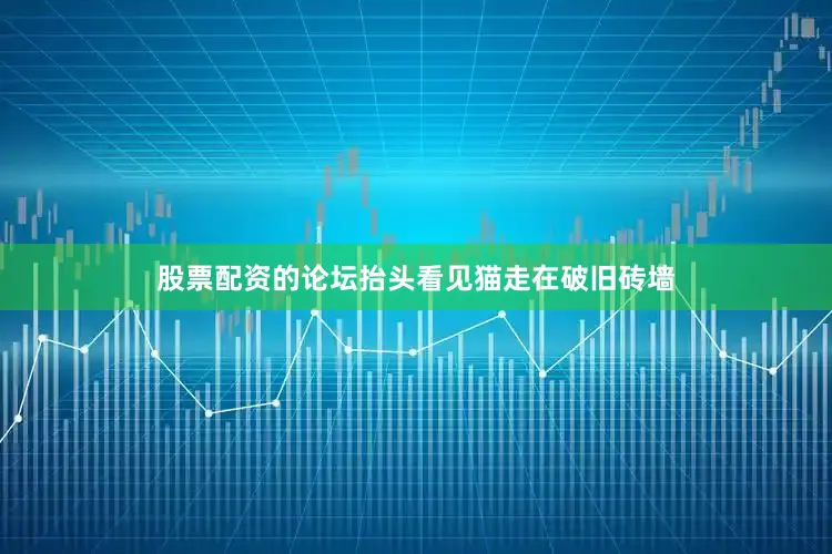 股票配资的论坛抬头看见猫走在破旧砖墙